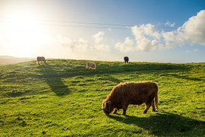 Highland Coos