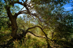 Baum in Ginostra