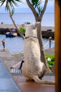 Watch Dog