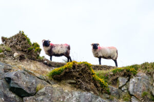 Connemara