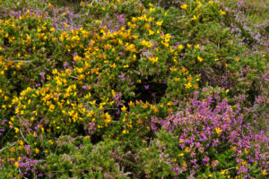 Connemara