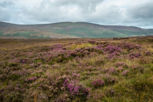 Wicklow Mountains