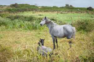 Connemara