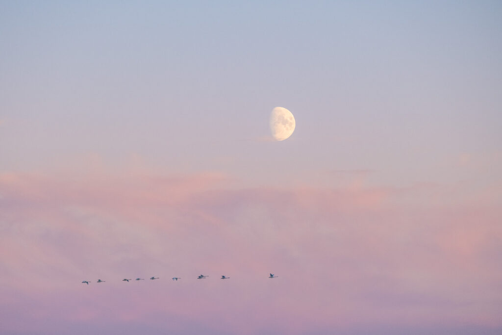 Mondaufgang und Zugvögel